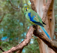 Blue winged parrot