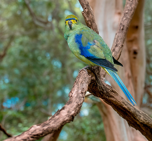 Blue winged parrot
