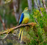 Blue winged parrot