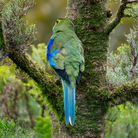 Blue winged parrot