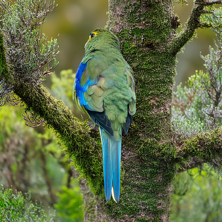 Blue winged parrot