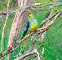 Blue winged parrot