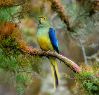 Blue winged parrot