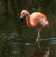 Chilean flamingo