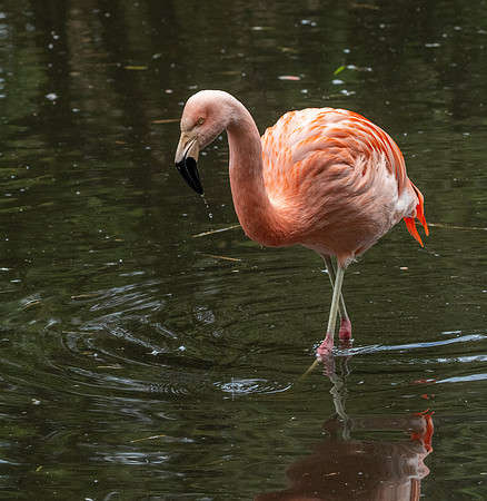 Chilean flamingo
