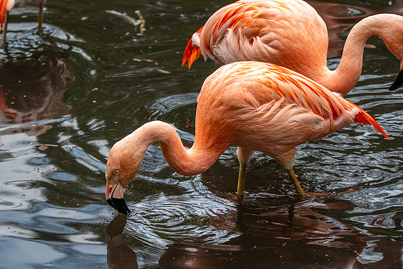 Chilean flamingo