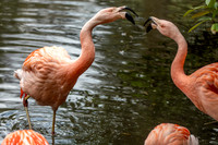 Chilean flamingo