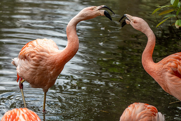 Chilean flamingo