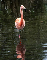 Chilean flamingo