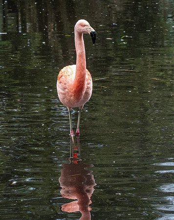 Chilean flamingo