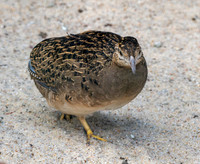 Chilean Tinamou