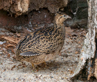 Chilean Tinamou