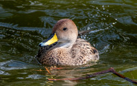 Chilean yellow billed pintail