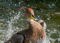 Chilean yellow billed pintail