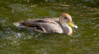 Chilean yellow billed pintail