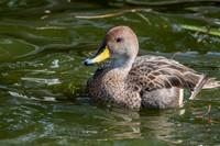 Chilean yellow billed pintail