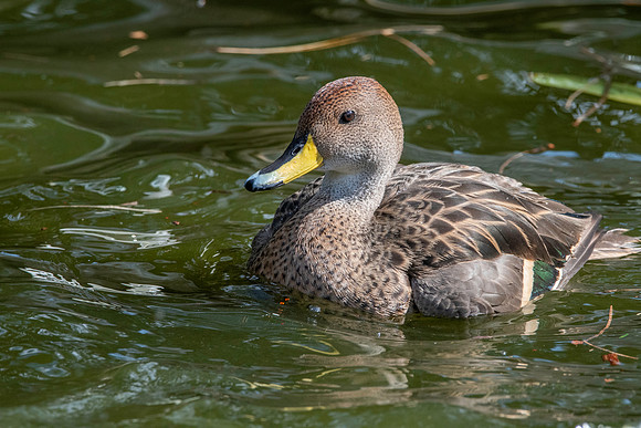 Chilean yellow billed pintail