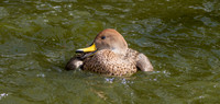 Chilean yellow billed pintail