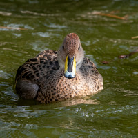 Chilean yellow billed pintail