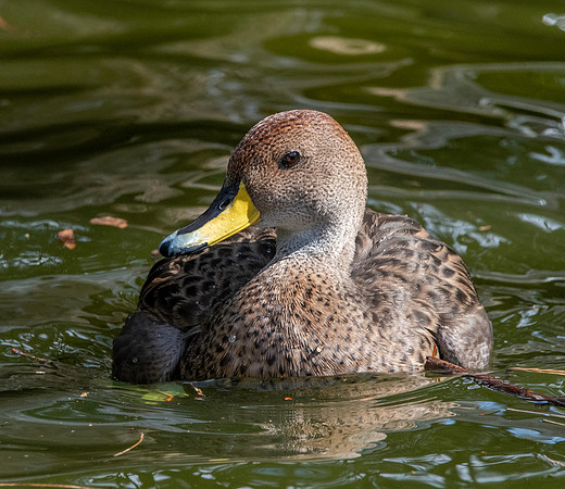 Chilean yellow billed pintail