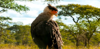 Crested caracara