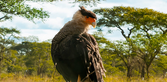 Crested caracara