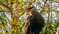 Crested caracara