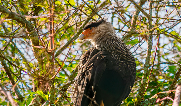 Crested caracara