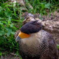 Crested caracara