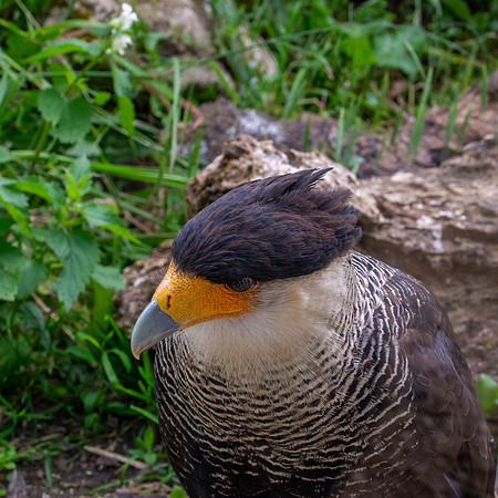 Crested caracara
