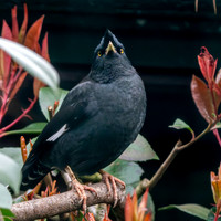 Crested myna