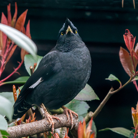 Crested myna