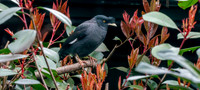 Crested myna