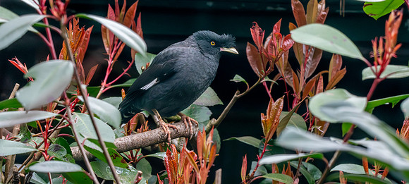 Crested myna