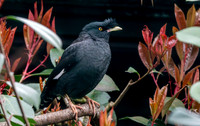 Crested myna