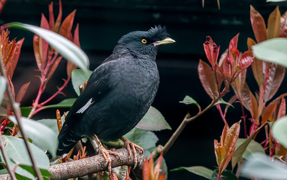 Crested myna