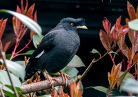 Crested myna