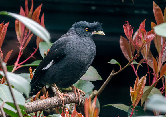 Crested myna