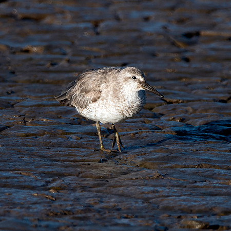 Grey plover