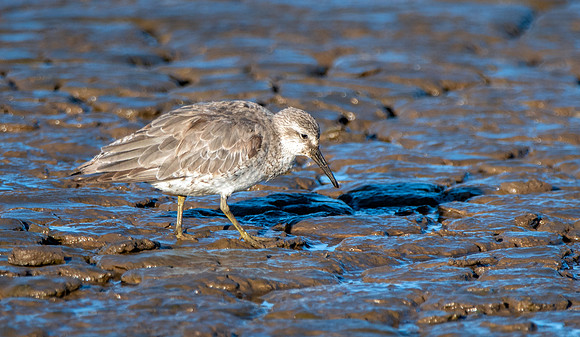 Grey plover