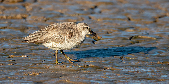 Grey plover