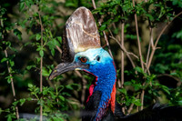 Southern cassowary