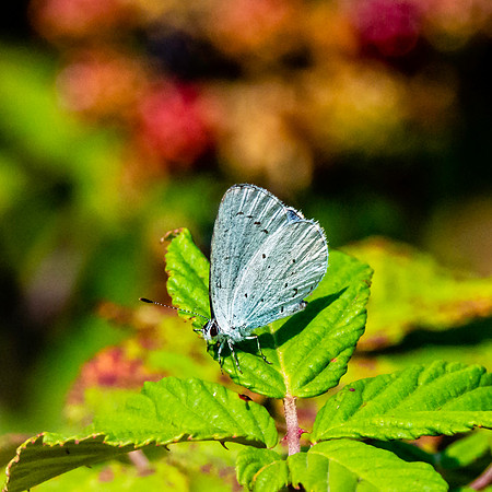 Holly blue