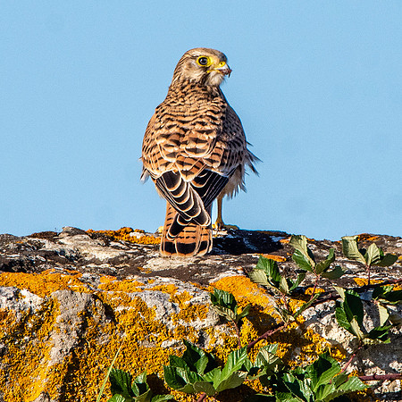 Common Eurasian kestrel