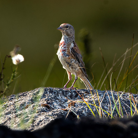 Linnet, juvenile