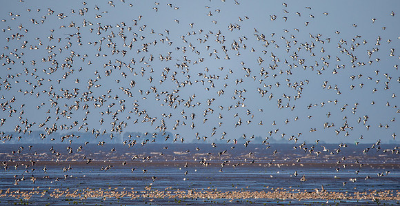 Oystercatcher flock