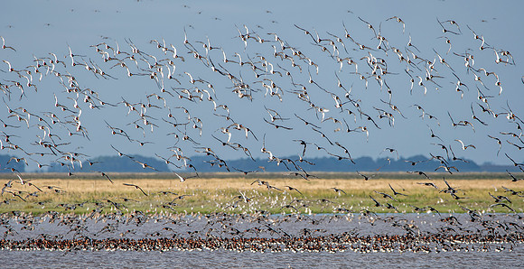 Oystercatcher flock