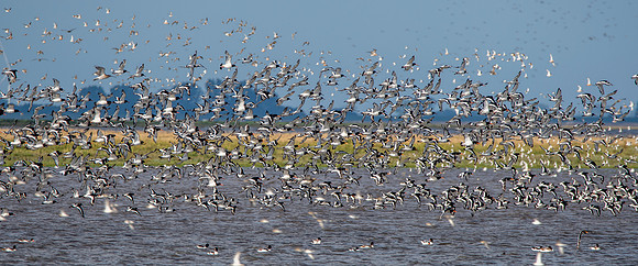 Oystercatcher flock