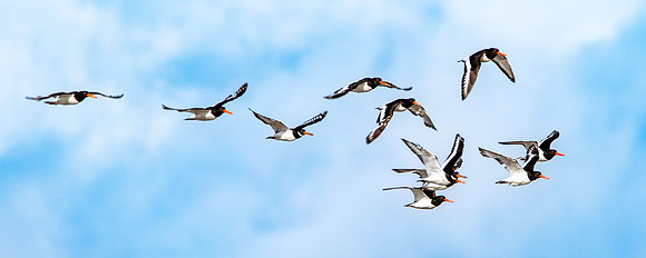 Oystercatchers