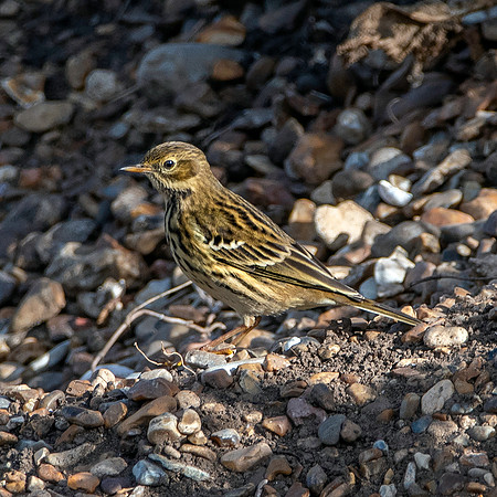 Rock pipit